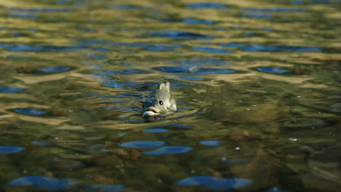 Jeep ‘Billy Goes to the River’ — Billy Bass in the water